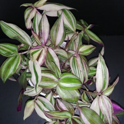 Tradescantia zebrina Discolor Multicolor