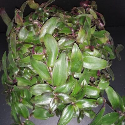 Cyanotis ciliata Hijau Baru