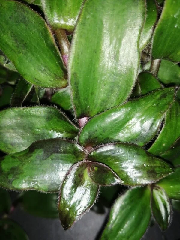 Cyanotis ciliata Hijau Baru, foto 2