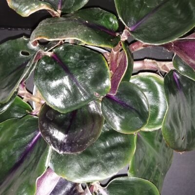 Geogenanthus ciliatus Midnight Pearl