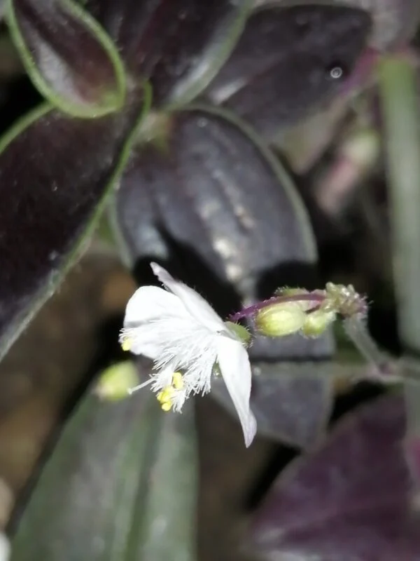 Gibasis Josè Puig, foto 3