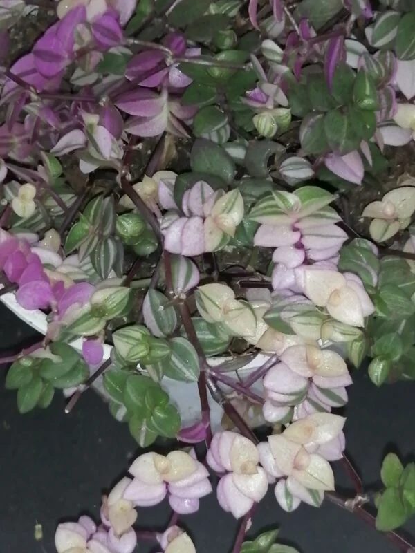 Tradescantia aracnoidea Tampicana, Cyanotis aracnoidea Tampicana, foto 12