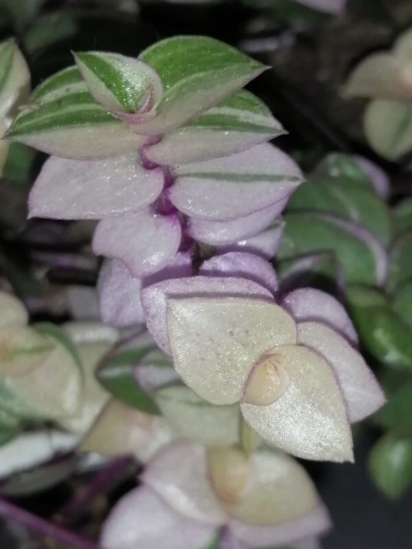 Tradescantia aracnoidea Tampicana, Cyanotis aracnoidea Tampicana, foto 13