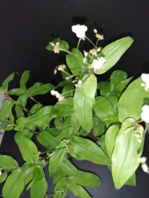 Tradescantia aracnoidea Tampicana, Cyanotis aracnoidea Tampicana, foto 14