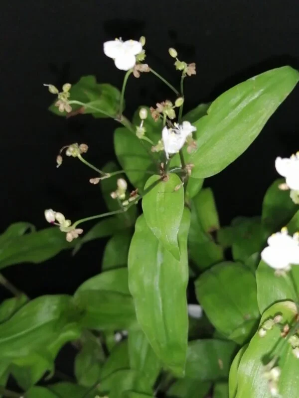 Tradescantia aracnoidea Tampicana, Cyanotis aracnoidea Tampicana, foto 16