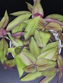 Tradescantia zebrina var. mollipila Purple Plush