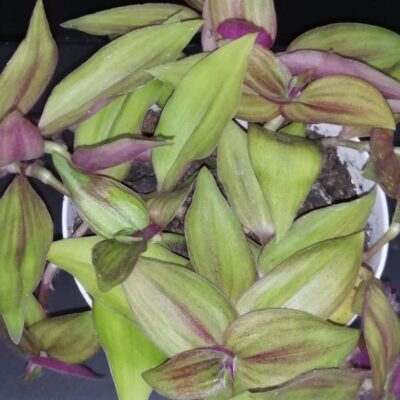 Tradescantia zebrina var. mollipila Purple Plush