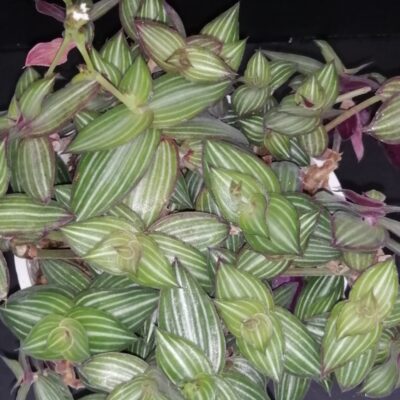 Callisia gentlei var. elegans,  sin. Sectrasea striata