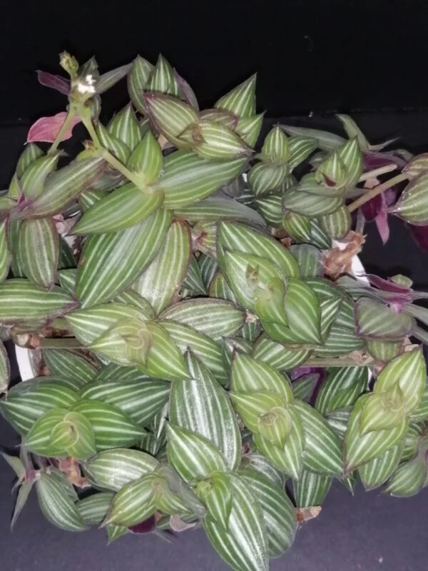 Tradescantia aracnoidea Tampicana, Cyanotis aracnoidea Tampicana, foto 19
