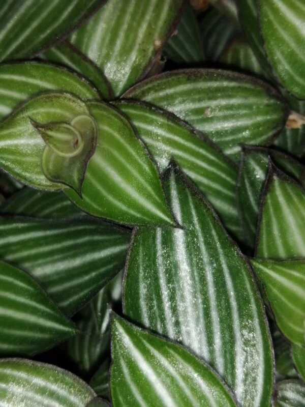 Tradescantia aracnoidea Tampicana, Cyanotis aracnoidea Tampicana, foto 20