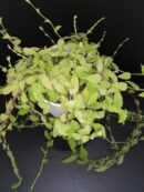 Callisia repens Longifolia