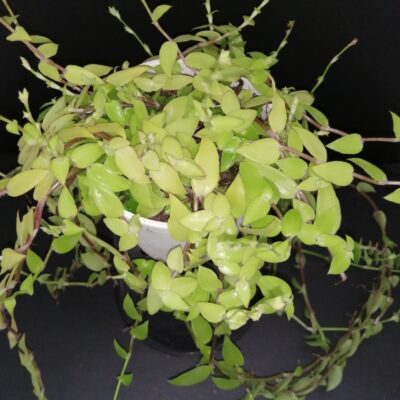 Callisia repens Longifolia