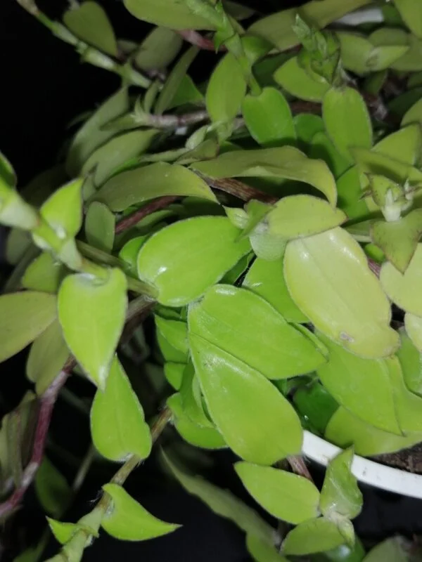 Callisia repens Longifolia, foto 2