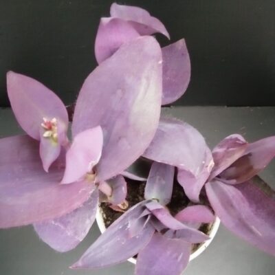 Tradescantia pallida Kartuz Giant, sin. Biltmore Estate