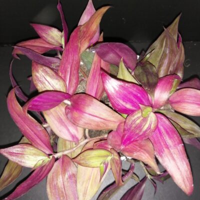 Tradescantia zebrina discolor MMe Lequesne