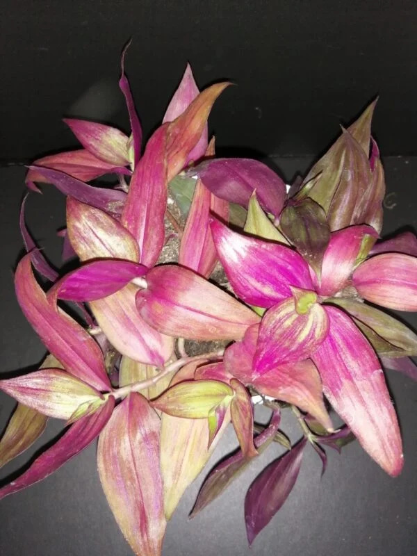 Tradescantia zebrina discolor MMe Lequesne, pianta da interno