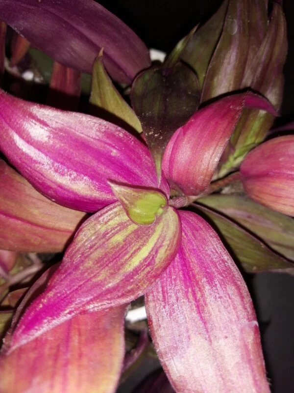 Tradescantia zebrina discolor MMe Lequesne, foto 2