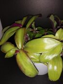 Tradescantia cerinthoides Variegata  aurea, Tradescantia blossfeldiana Variegata aurea