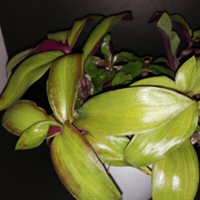 Tradescantia cerinthoides Variegata  aurea, Tradescantia blossfeldiana Variegata aurea