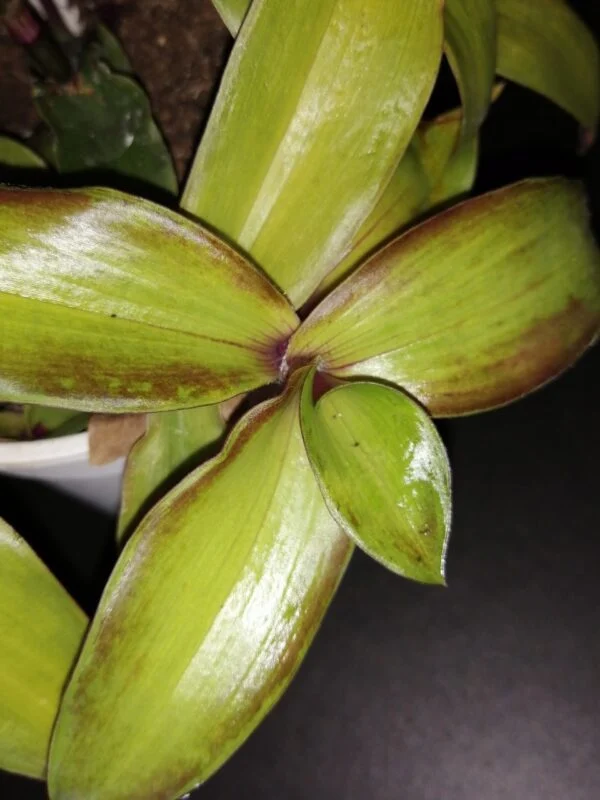 Tradescantia cerinthoides Variegata  aurea, Tradescantia blossfeldiana Variegata aurea, foto 3