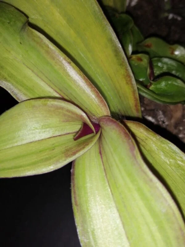 Tradescantia cerinthoides Variegata  aurea, Tradescantia blossfeldiana Variegata aurea, foto 2