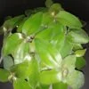 Tradescantia brevifolia var. buckleyi, pianta da interno e da esterno