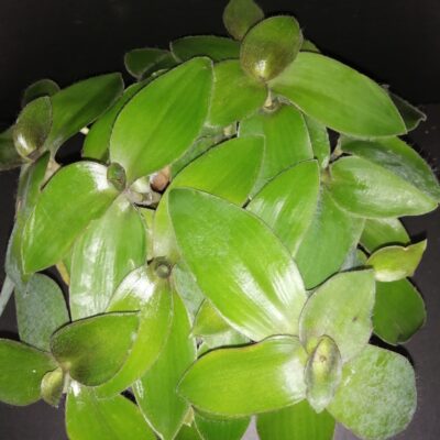 Tradescantia brevifolia var. buckleyi