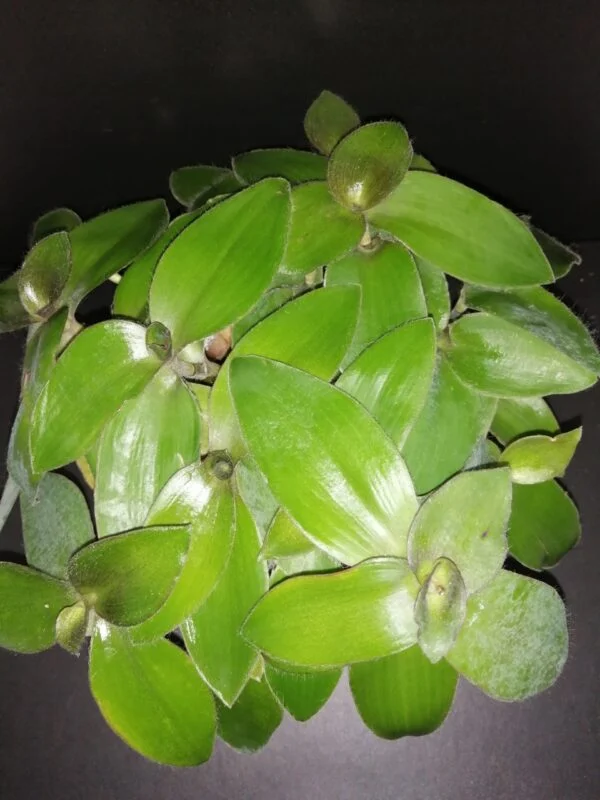 Tradescantia brevifolia var. buckleyi, pianta da interno e da esterno
