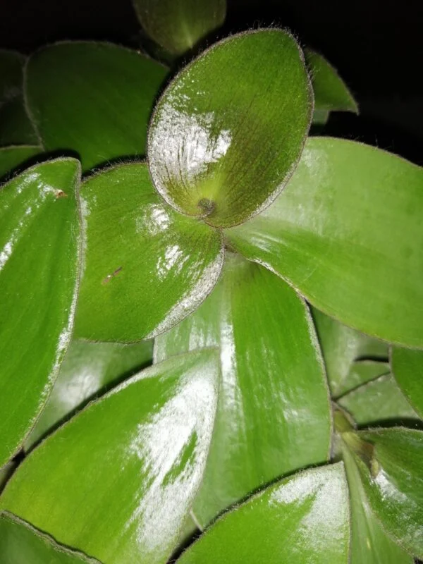 Tradescantia brevifolia var. buckleyi, foto 3