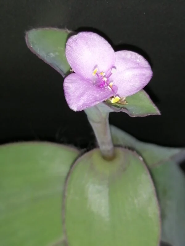 Tradescantia brevifolia var. buckleyi, foto 2