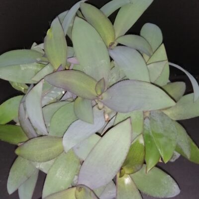 Tradescantia pallida Blue Sue , syn Sectrasea pallida Blue Sue