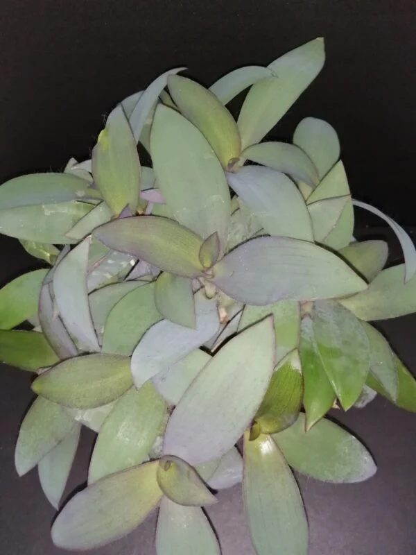 Tradescantia pallida Blue Sue , syn Sectrasea pallida Blue Sue, pianta da interno