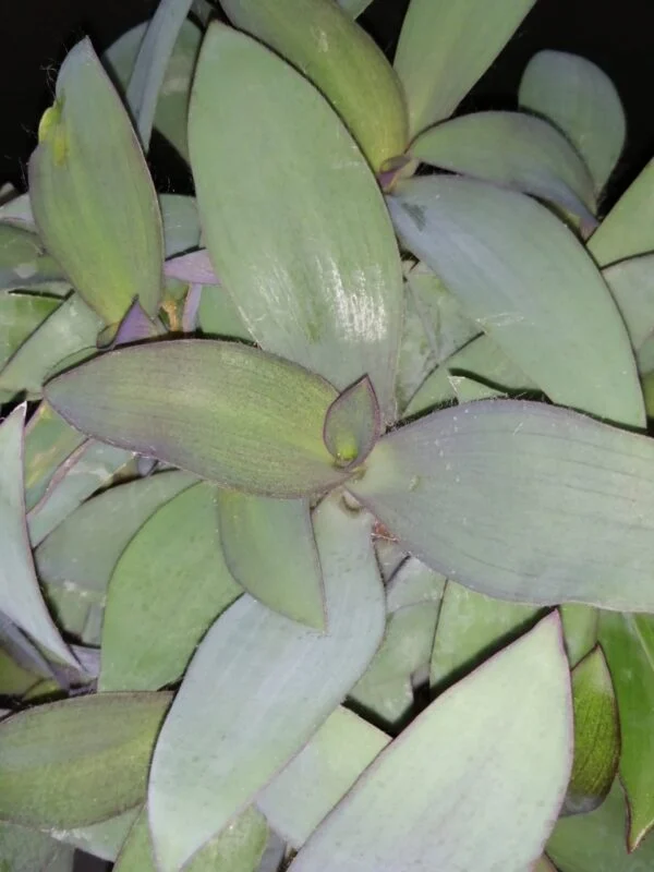 Tradescantia pallida Blue Sue , syn Sectrasea pallida Blue Sue, foto 2