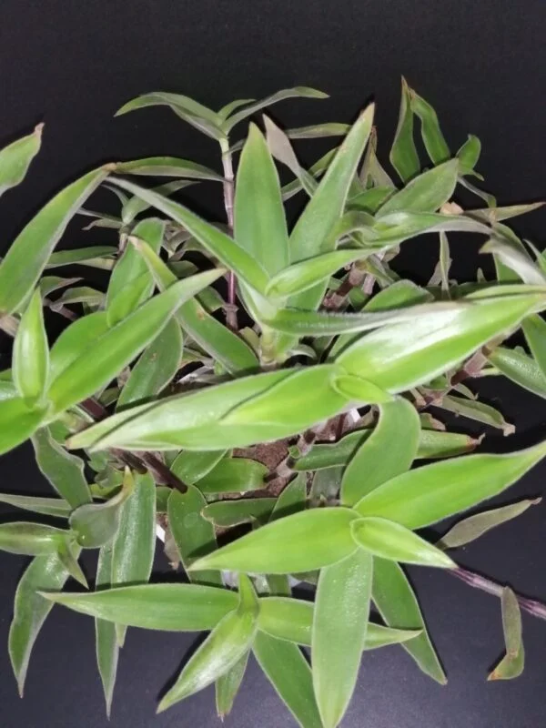Cyanotis speciosa, pianta da interno