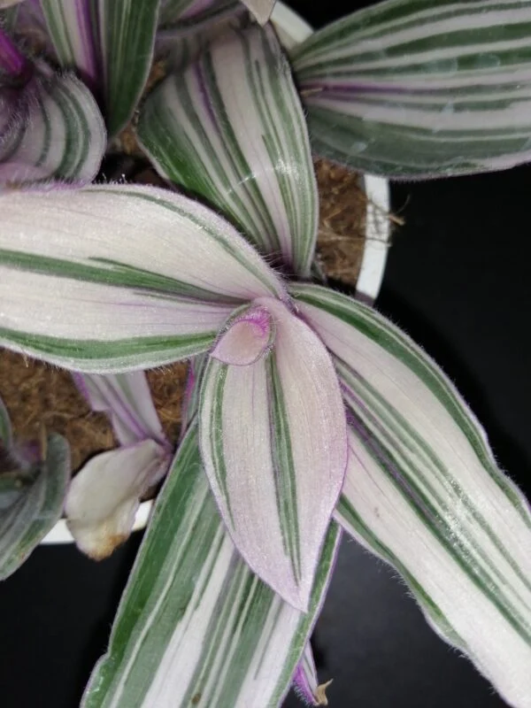 Tradescantia cerinthoides Pink Furry, foto 2