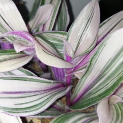 Tradescantia cerinthoides Pink Furry