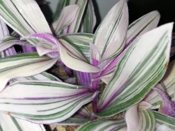 Tradescantia cerinthoides Pink Furry, pianta da interno