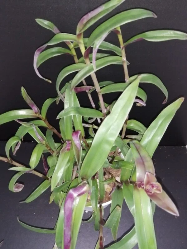 Cyanotis aracnoidea   Tradescantia aracnoidea,, pianta da interno