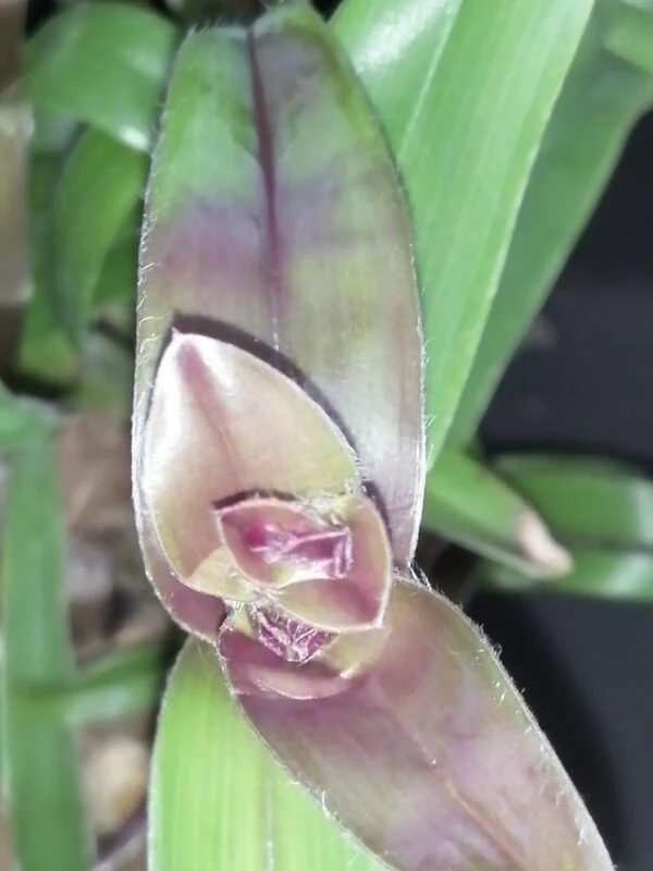 Cyanotis aracnoidea   Tradescantia aracnoidea,, foto 2