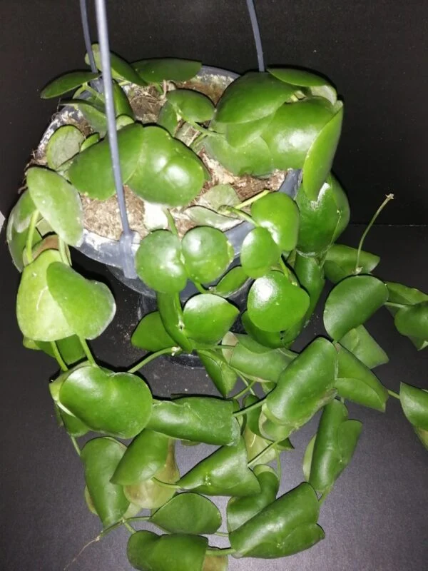 Dischidia platyphylla, foto 6