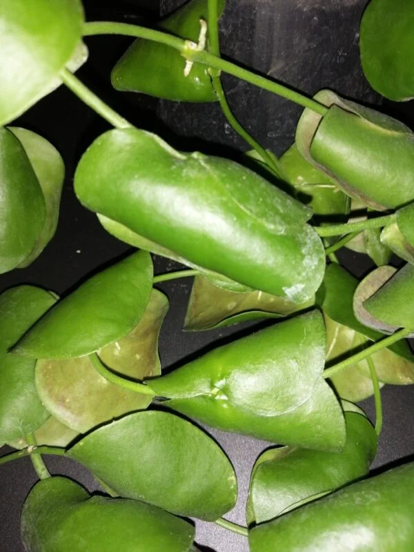 Dischidia platyphylla, foto 4