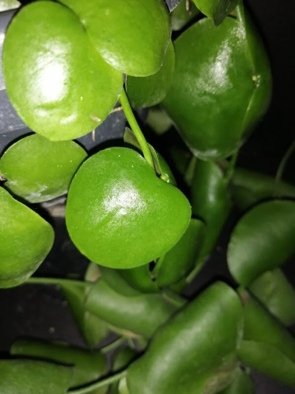 Dischidia platyphylla, foto 5