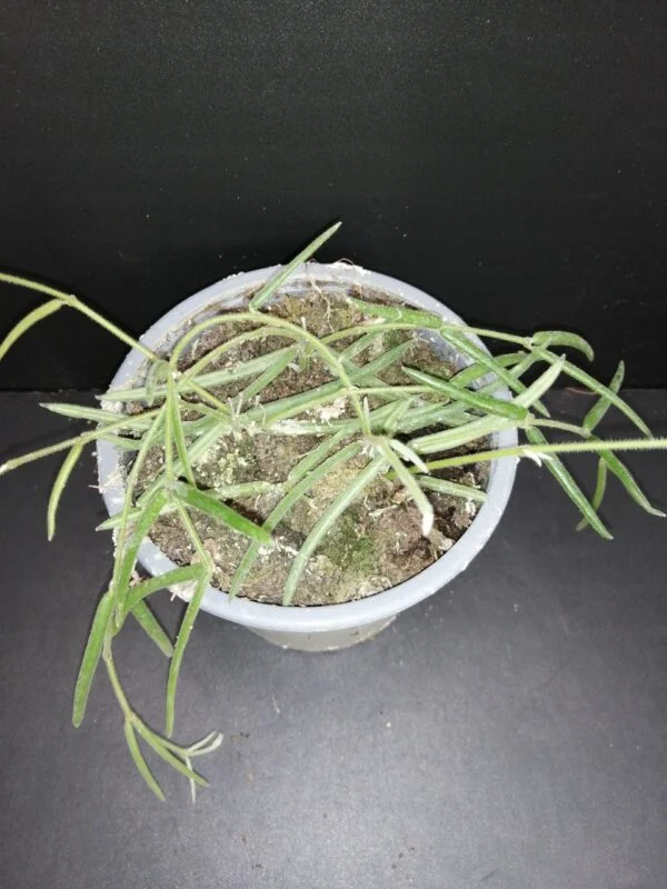 Hoya linearis, pianta da interno