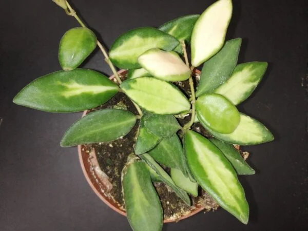 Hoya linearis, foto 2