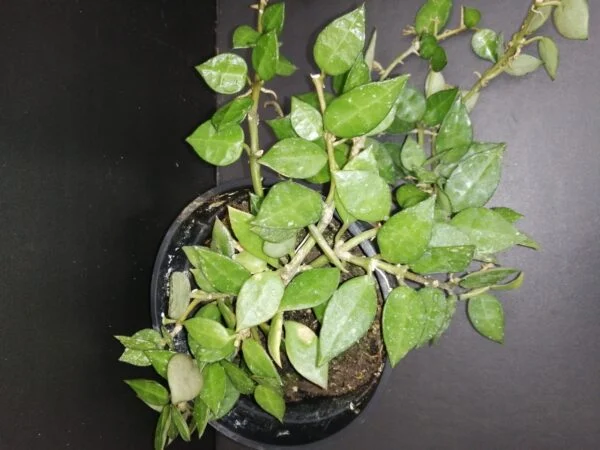 Hoya lacunosa, foto 2