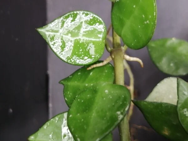 Hoya lacunosa, foto 3