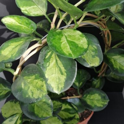 Hoya australis ssp.tenuipes Lisa