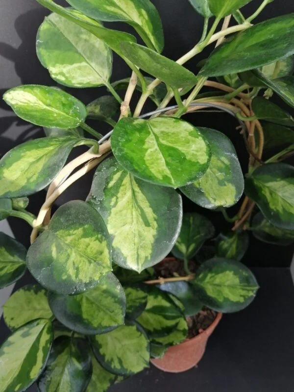 Hoya australis Suzy, pianta da interno