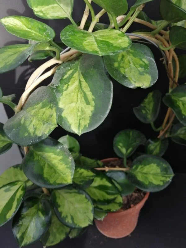 Hoya australis Suzy, foto 3
