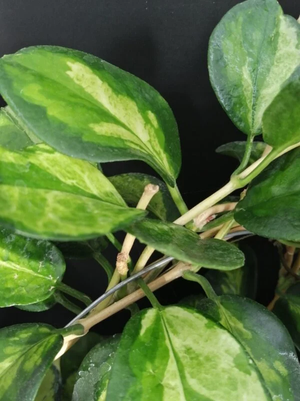 Hoya australis Suzy, foto 2